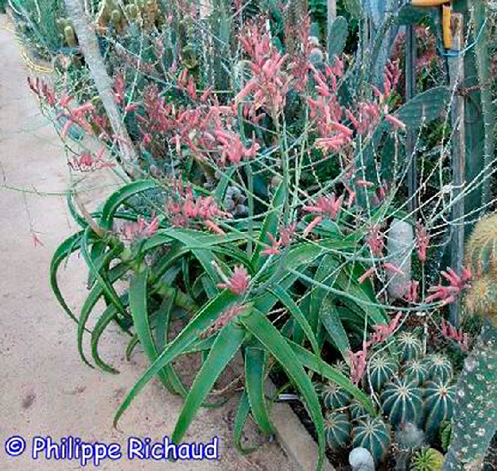 Aloe inermis ©Philippe Richaud